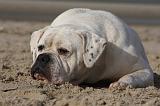 BOULEDOGUE AMERICAIN 157